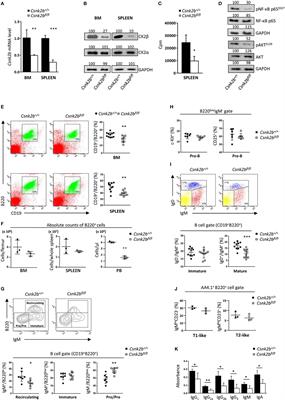 CK2β-regulated signaling controls B cell differentiation and function